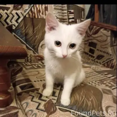 Вот такой маленький котенок бы...