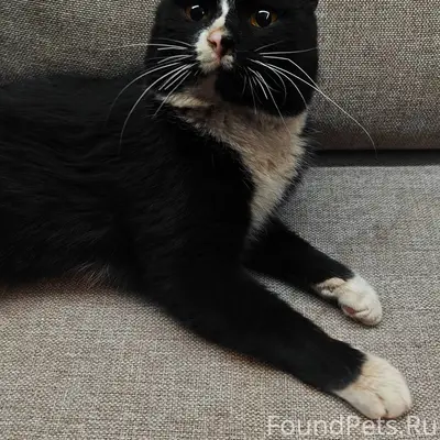 Г. Покров. Кот найден на улице...