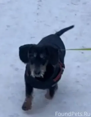 Шлюзовой. Срочно. Потерялась с...