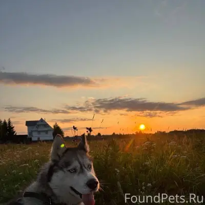 ПРОПАЛА СОБАКА ️Сибирская хаск...