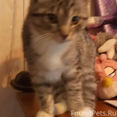 Пропала кошка (серая с черными...