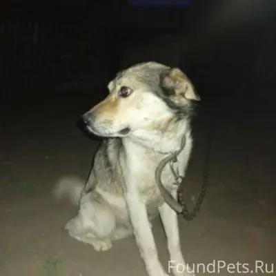 🆘🆘🆘Пропал пёс Арчи! Помогите н...