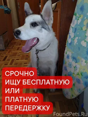 📢🆘🆘🆘Чей пёс , может его кто-то...