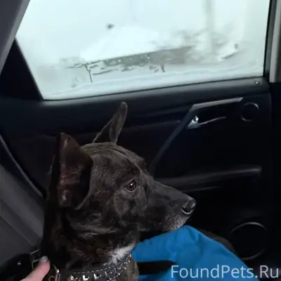 Найдена собака!!!! Очень надею...