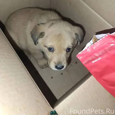 Добрый день. Найден щенок. Мал...