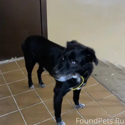 НАЙДЕН ПЁС❗️❗️❗️ черная собака...