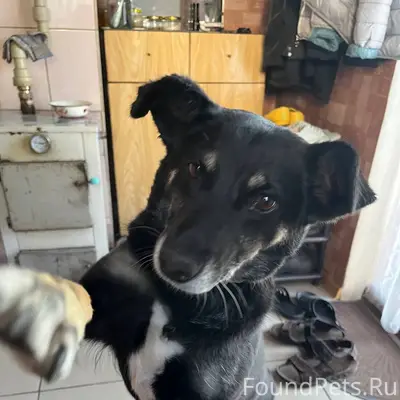 Пропала собака.