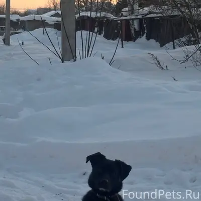Пропала собака в районе Ванята...