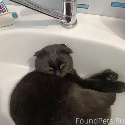 Пропал кот, если кто видел, по...