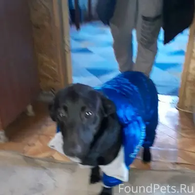 Здравствуйте, убежала собака,д...