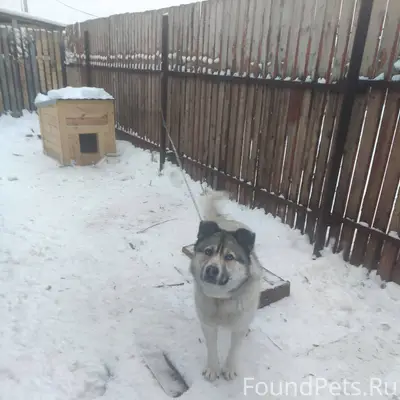 Потерялась собака в районе в.Б...