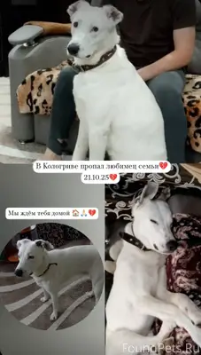 🙏🏻В деревне Суховерхово,Кологр...