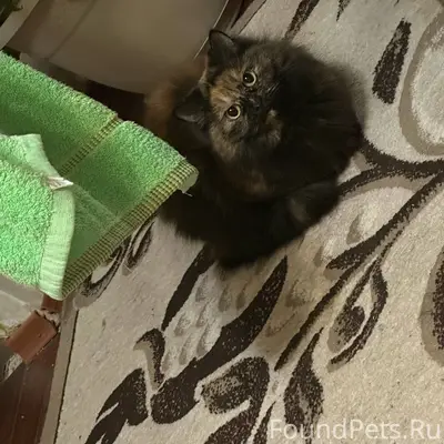 Пропала кошка трехшёрстная . О...