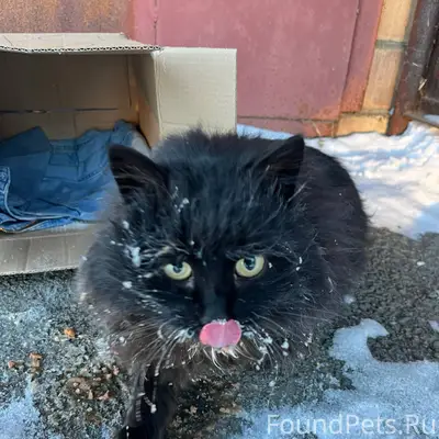 Найден кот или кошка 🐈‍⬛ Взрос...