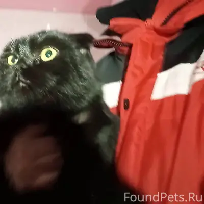 Найдена черная кошка (Екатерин...