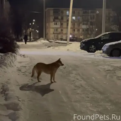 Добрый вечер! Ни кто собаку не...