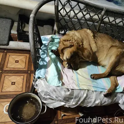 Пропала собака Найда. Забрал о...