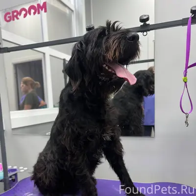 Ищу собаку🆘 Убежал в районе Ос...