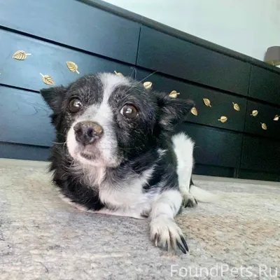 Информационно 📍 Пропала собака...