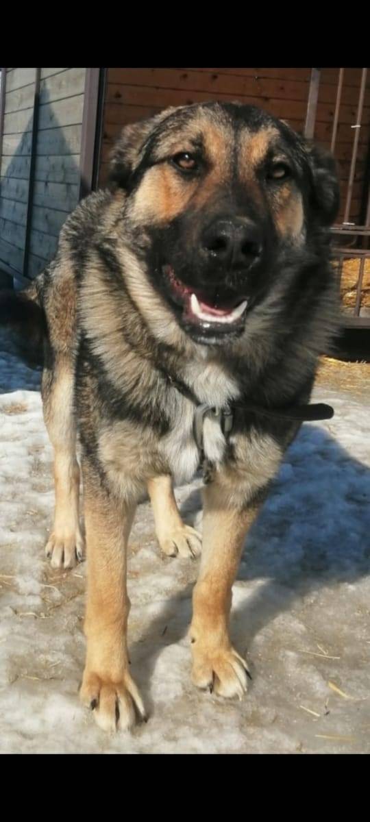 #ПРОПАЛО! г. Коломна. 25.01 на...