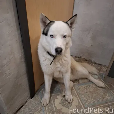 Найдена собака порода Хаски( в...
