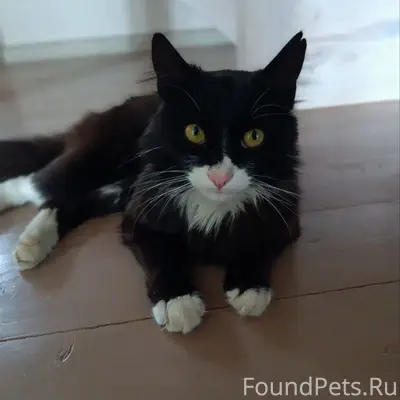 Пропал Кот. В районе ''Поле Чу...