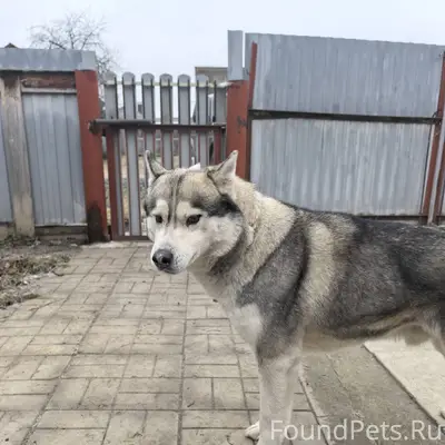 Пропал пес хаски мальчик. С ош...