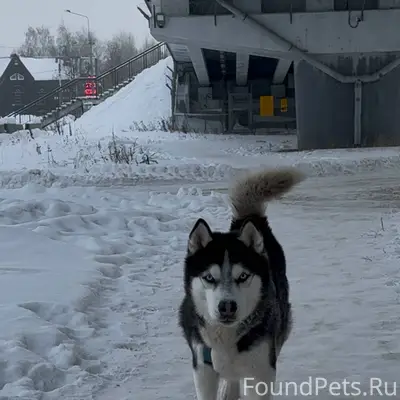 Чей пес??? Самовыгул или потер...