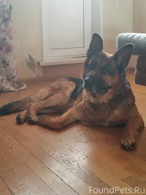 22.01.26 найден кобель немецко...