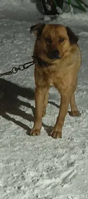 Пропала собака. Если кто-то ув...