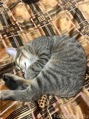 Пропал кот!!! возраст-6 месяце...