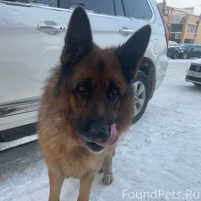 ПРОПАЛА СОБАКА🙏🏼 В последний р...