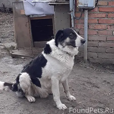 Пенза‼️Пропал пёс по кличке Су...