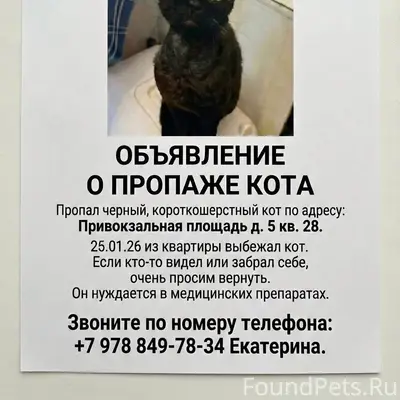 Пропал котенок Привокзальная 5...