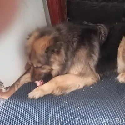 Пропала собака если кто ведел ...