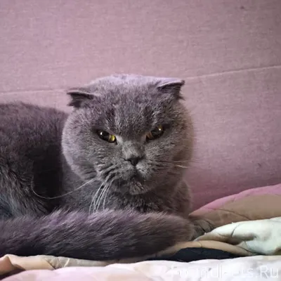 Найдена кошка, Казань, ж.м. Ки...