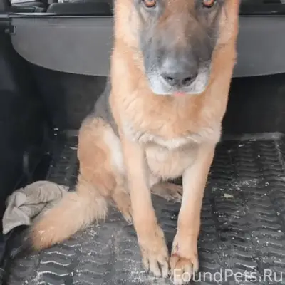 Продолжаю искать хозяина этого...