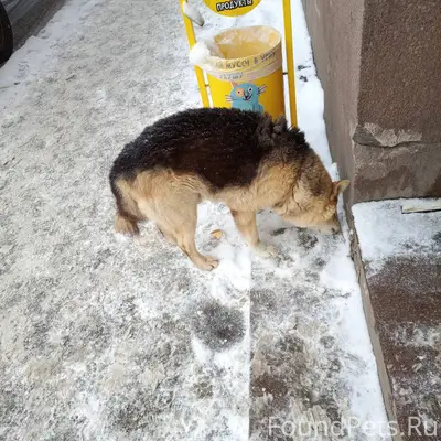 Кто потерял собаку? 12.54 дня....