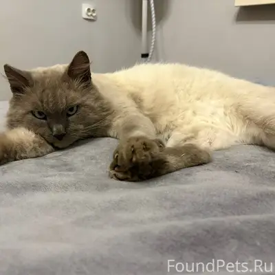 НУЖНА ПОМОЩЬ Пропал кот в 5...