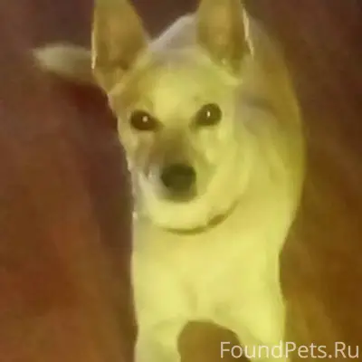 Добрый день. Пропала собака. К...