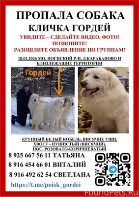⚠️ Пропал(а) собака 📍 📍...