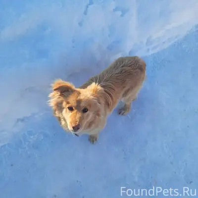 Найдена собака, с ошейником(ко...