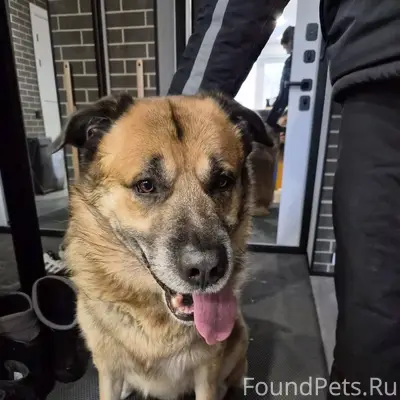 Найден пёс, очень добрый, с ош...