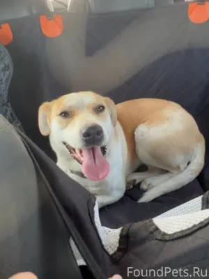 Собака с грустной историей ➡️ ...