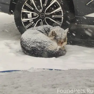 Лежит собака уже наверное 3 де...