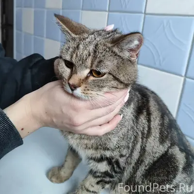 Найдена молодая красивая кошка...