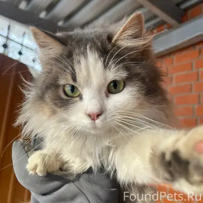 Чей потеряшка? Котенок подрост...