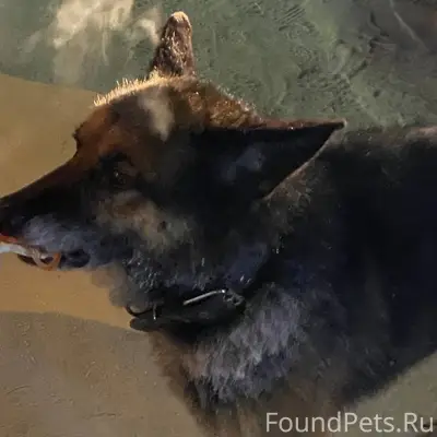 Пропала собака немецкая овчарк...