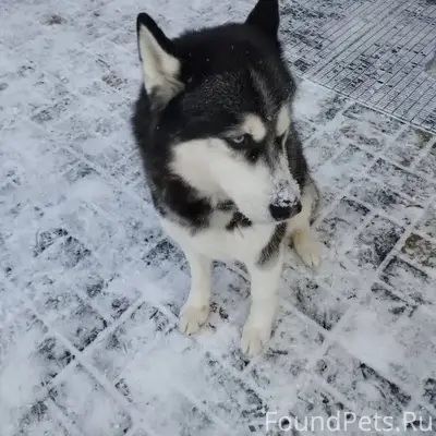 Возможно кто-то потерял собаку...