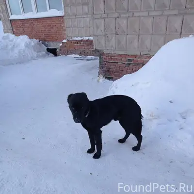 Добрый вечер. Кто потерял соба...
